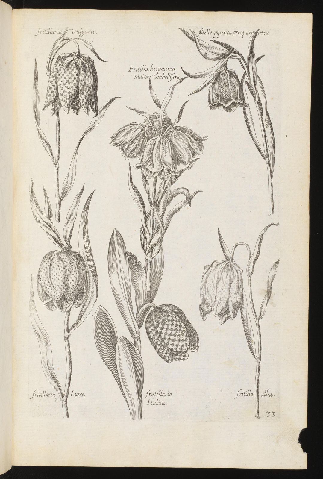 Florilegium renovatum et auctum : Das ist: Vernewertes und vermehrtes Blumenbuch