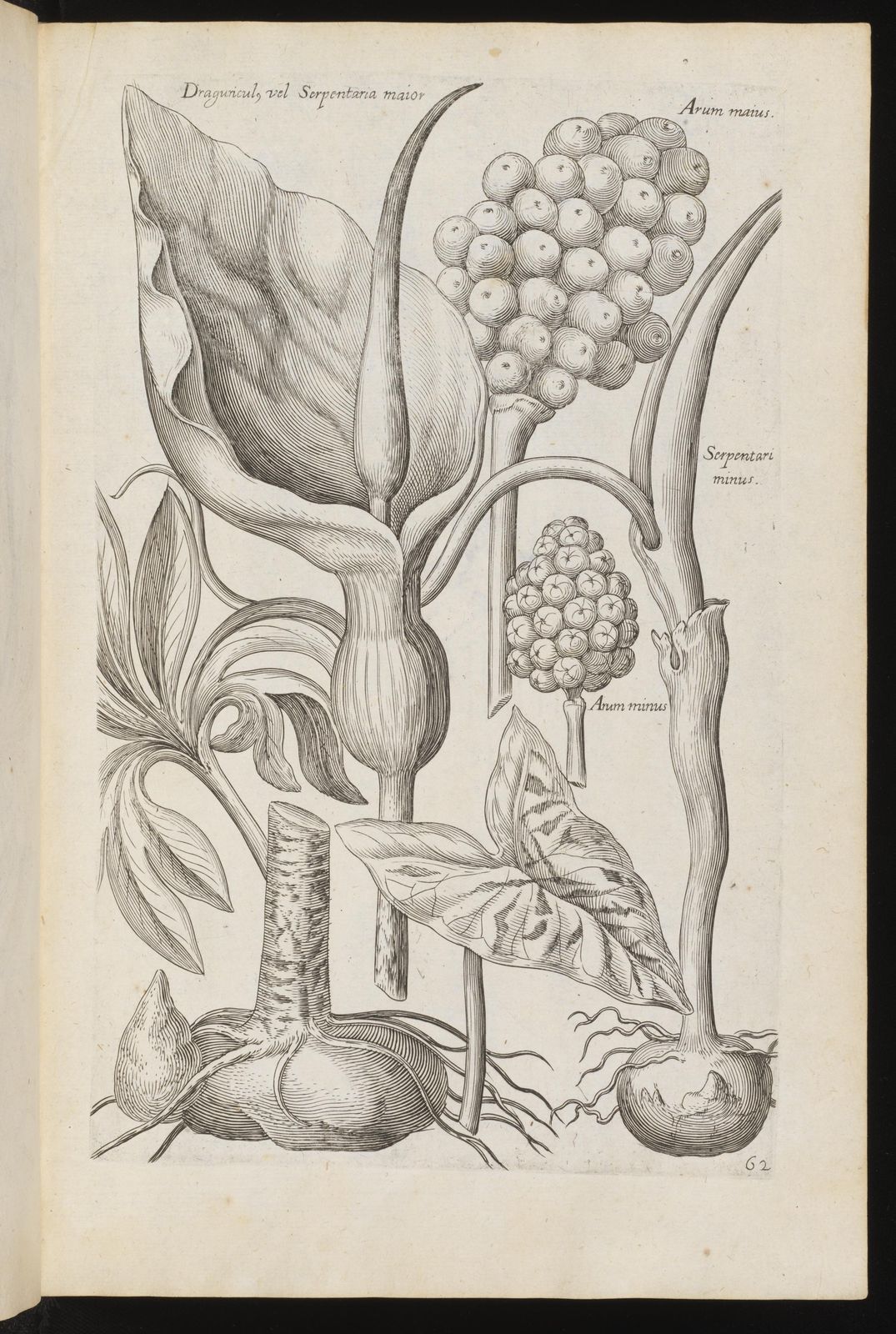 Florilegium renovatum et auctum : Das ist: Vernewertes und vermehrtes Blumenbuch