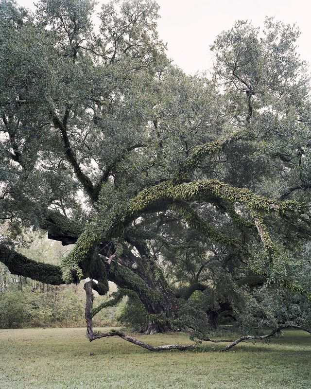 Seven Brothers Oak, Washington, Louisiana