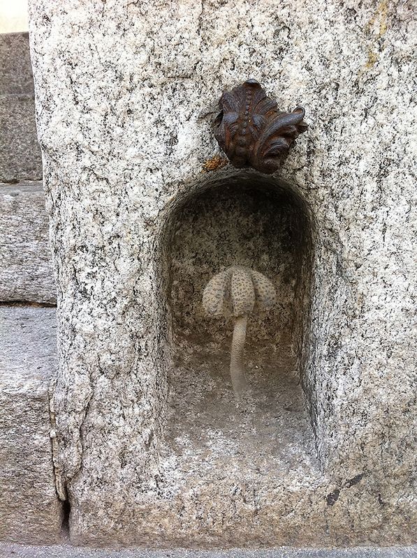 SCHIRMLING IM SCHÄRMEN