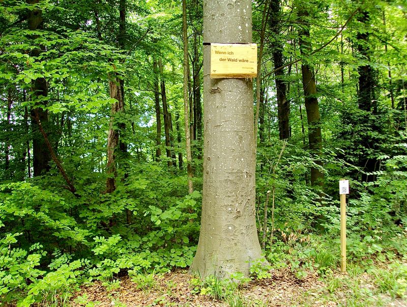 Zitattafel Corinna S. Bille (1912 - 1979): &quot;Wenn ich der Wald wäre ...&quot;