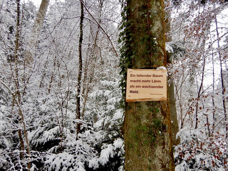 Zitattafel tibetische Weisheit: &quot;Ein fallender Baum macht mehr Lärm als ein wachsender Wald.&quot;