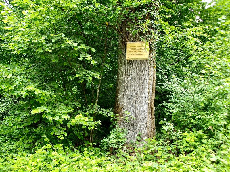 Zitattafel Kuan Chung († 645 v. Chr.): &quot;Planst du für ein Jahr, so sähe Korn. Planst du für ein Jahrtausend, so pflanze Bäume.&quot;