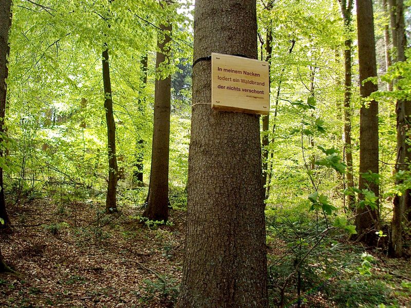 Zitattafel Arndís Þórarinsdóttir (* 1982): &quot;In meinem Nacken
lodert ein Waldbrand
der nichts verschont&quot;