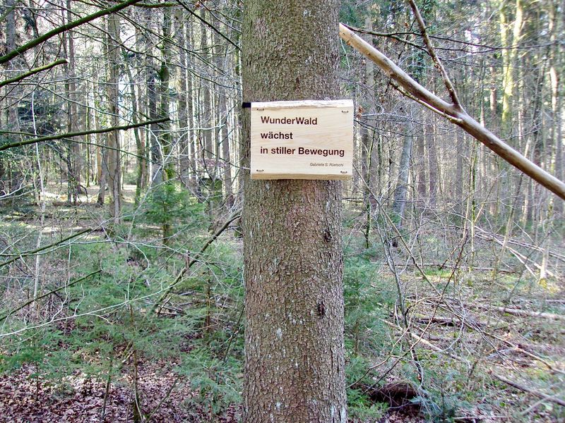 Zitattafel Gabrielle S. Rüetschi (* 1958): &quot;WunderWald wächst in stiller Bewegung&quot;