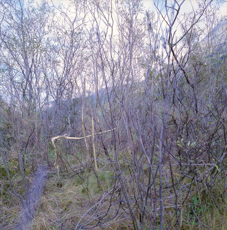 «Hirschholz» 2012/2022