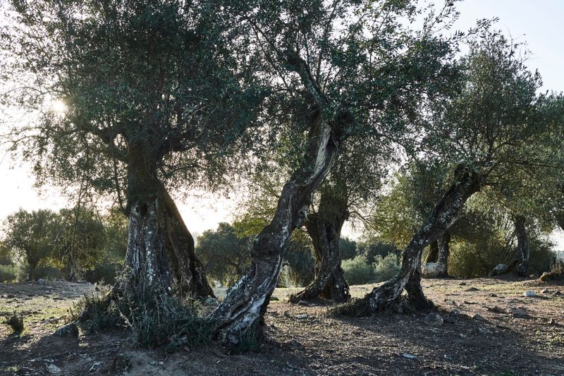 Herdade Los Alfanges