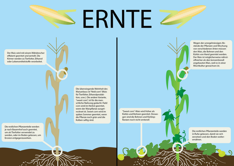 Ernte