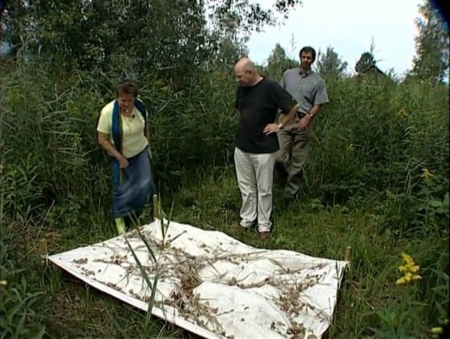 Leintücher im Riet