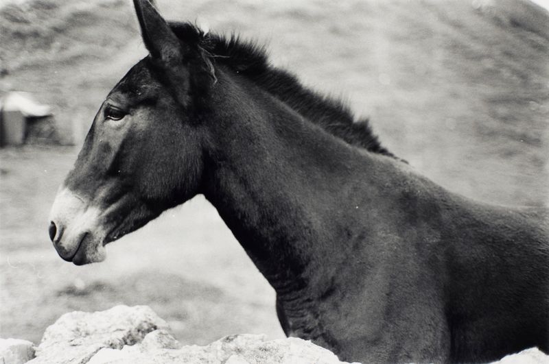 1990 Lauterbrunnental Nr 16 (©2015, ProLitteris, Zürich), 24.1 x 36.3 cm, Vintageprint auf Barytpapier: ein Abzug