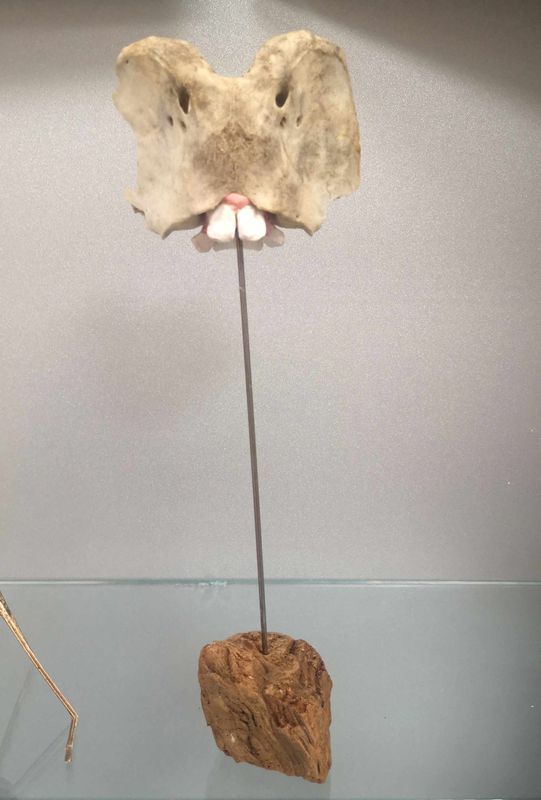 Knochen, Keramik, Stahldraht, Holz | H 30 B 10 T 8 cm