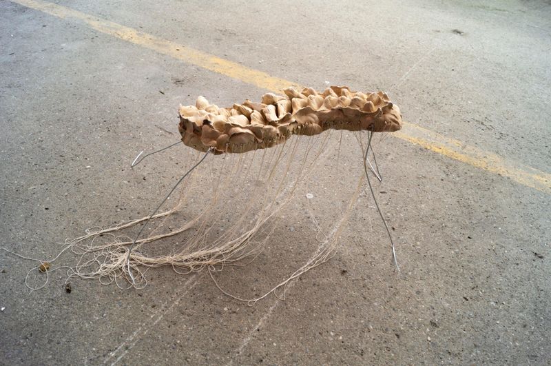 Wirbeltiere, 2025