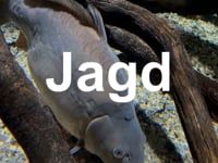 schauplaetze_jagd