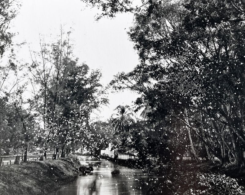 Aus der Serie «Bittersweet»: Kontaktprint/Fotogramm mit Zucker, Silbergelatineabzug