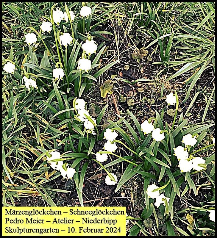 Pedro Meier Atelier – Erste Märzenglöckchen, Schneeglöckchen. Skulpturengarten Niederbipp am Jurasüdfuss Oberaargau Februar 2024. Foto Pedro Meier Multimedia Artist und Schriftsteller, Künstlerlexikon SIKART Zürich