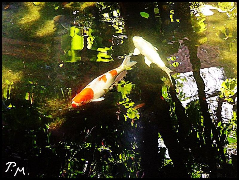 Pedro Meier Ateliergarten mit Koi Zierkarpfen, Atelier von 1978-1988 am Golf von Siam, Bang Saen Beach, Thailand – Der Koi-Karpfen Mythologie und Symbolik. Foto Pedro Meier Schriftsteller Lyriker, Multimedia Artist, Conceptual Art, Spoken Word Performance – www.literaturport.de/lexikon/pedro-meier/ *
https://de.wikipedia.org/wiki/Pedro_Meier – Wikipedia
*