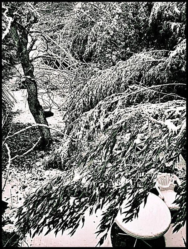 Pedro Meier, Erster Schnee im Bambushain, Winter Haiku, Atelier Niederbipp am Jurasüdfuss, Skulpturengarten, Winterschlaf, Schneelast, gekrümmter, geträumter Bambus, Pedro Meier Lyriker Schriftsteller, Multimedia Künstler 2025 Enzyklopädie der Einsamkeit – www.literaturport.de/lexikon/pedro-meier/ *
https://de.wikipedia.org/wiki/Pedro_Meier – Wikipedia
*