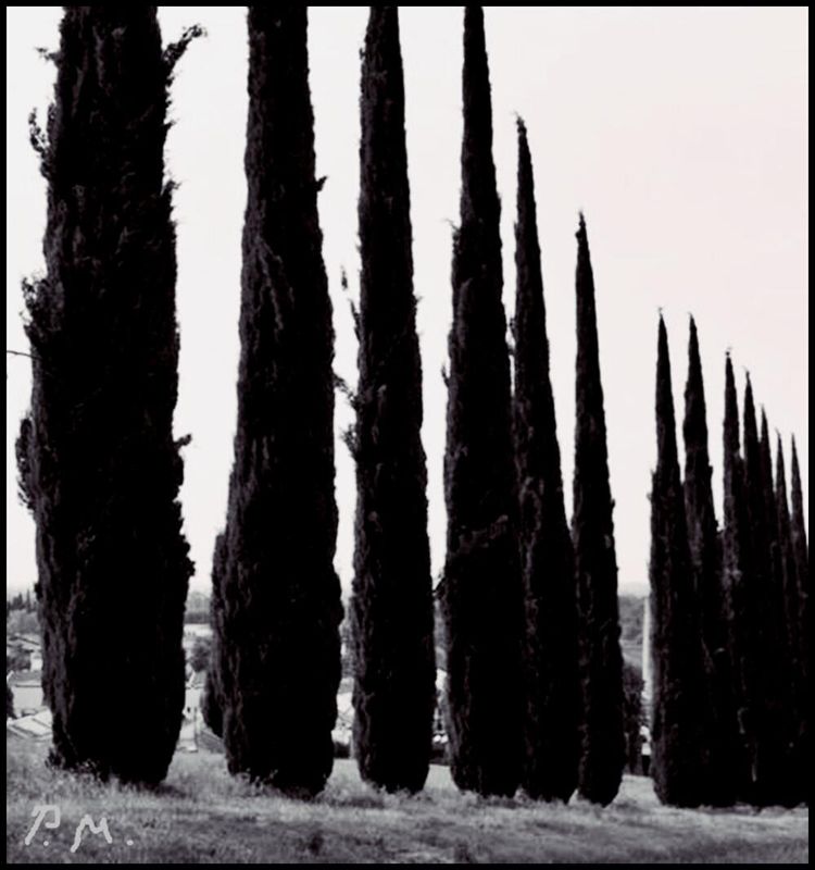 Pedro Meier, Zypressen, Provence Südfrankreich, Nostalgie, Memory Science-Fiction, Paraphrase &amp; Hommage an Jean-Henri Fabre, Insektenforscher, Fine-art photography Pedro Meier Lyriker Haiku Schriftsteller, Multimedia Künstler Künstlerlexikon SIKART Zürich – www.literaturport.de/lexikon/pedro-meier/ *
https://de.wikipedia.org/wiki/Pedro_Meier – Wikipedia
*