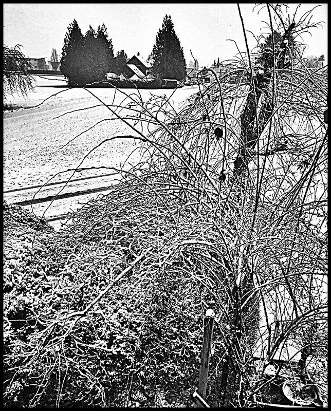 Pedro Meier Aussicht Atelierfenster, Schnee, gebrochenes Anthrazit, diffuses Januarlicht neblige Stimmung, Heckenrosen, Hundsrosen, Heiderosen, Atelierhaus Niederbipp, Pedro Meier Schriftsteller, Multimedia Artist – Chronik des Augenblicks – SIKART Zürich – www.literaturport.de/lexikon/pedro-meier/ *
https://de.wikipedia.org/wiki/Pedro_Meier – Wikipedia
*